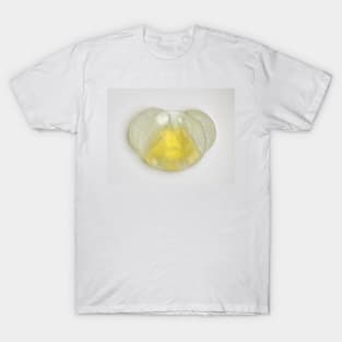 Conifer pollen grain under the microscope T-Shirt